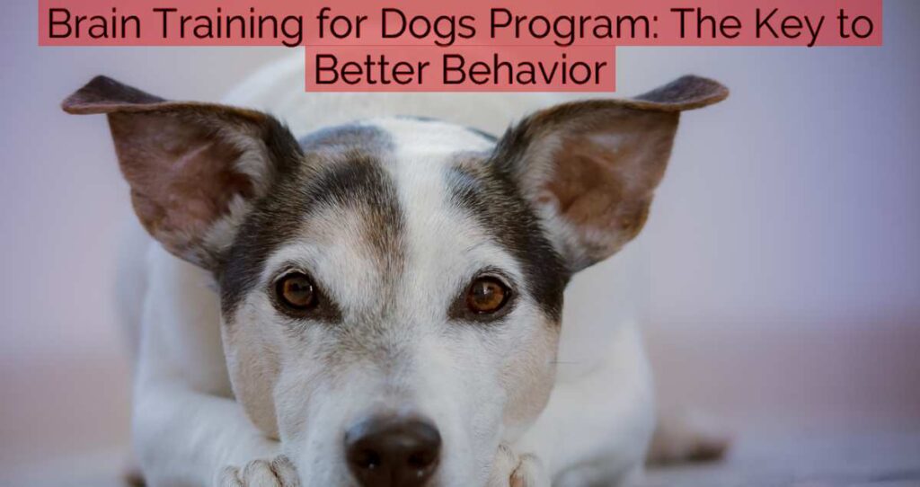 Brain Training for Dogs Program: The Key to Better Behavior