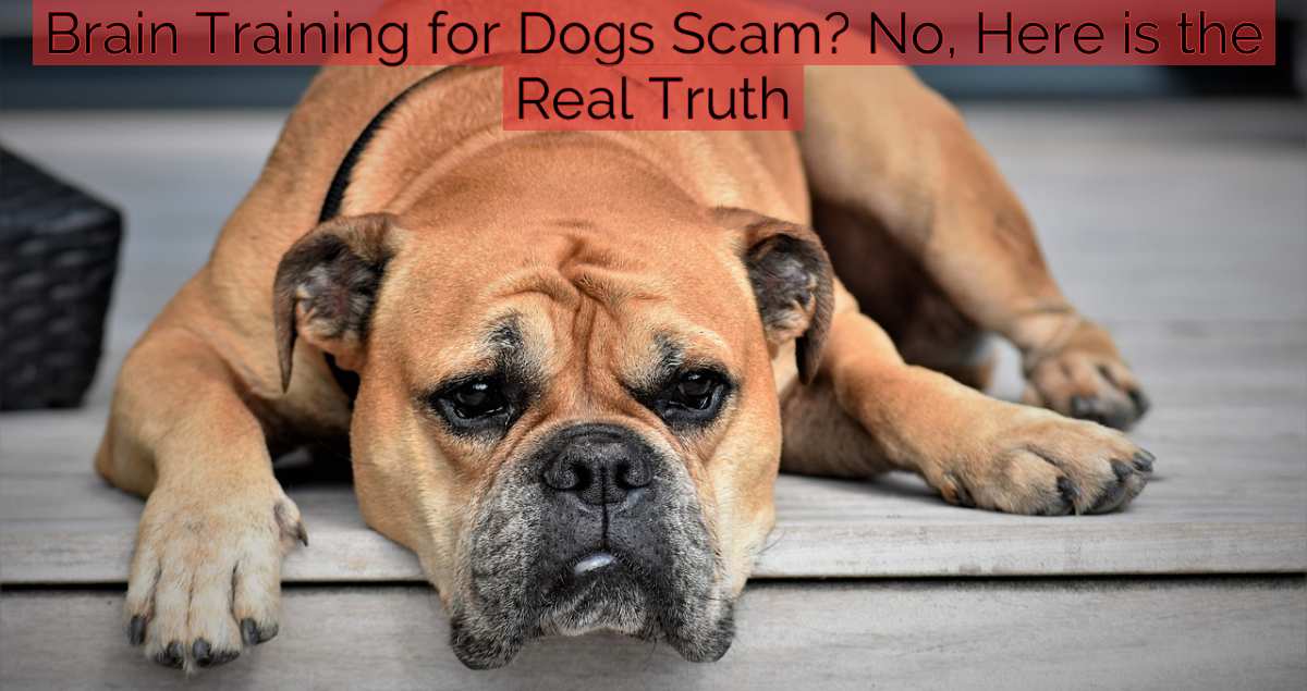 Brain Training for Dogs Scam? No, Here is the Real Truth